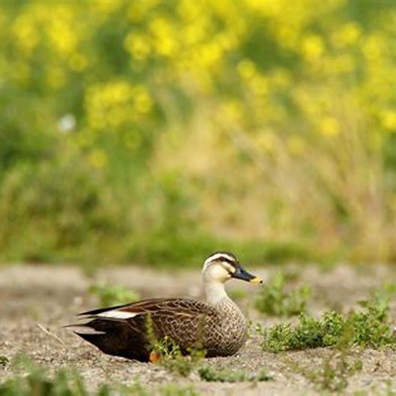 Where do spot billed ducks live?