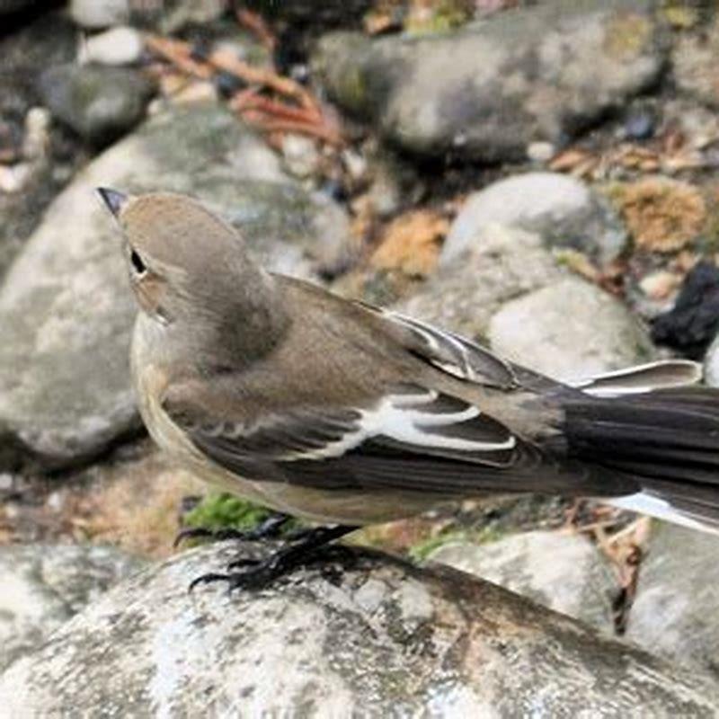 Where do spotted flycatchers migrate to?