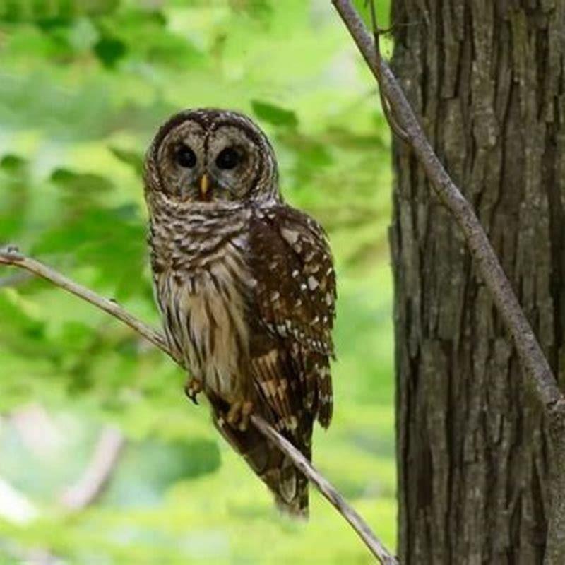 spotted-owl-identification-all-about-birds-cornell-lab-of-ornithology