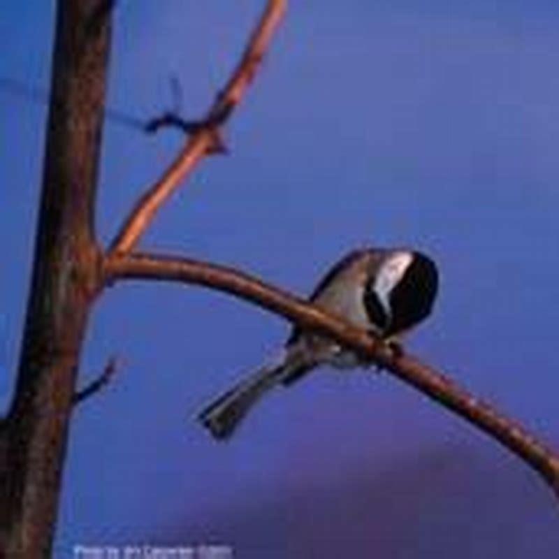 Where do starlings sleep at night?