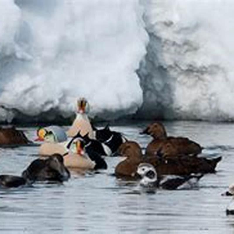 Where do Steller’s eiders live?