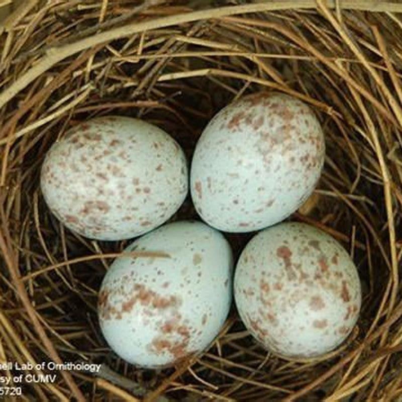 Where do tanagers nest? DIY Seattle