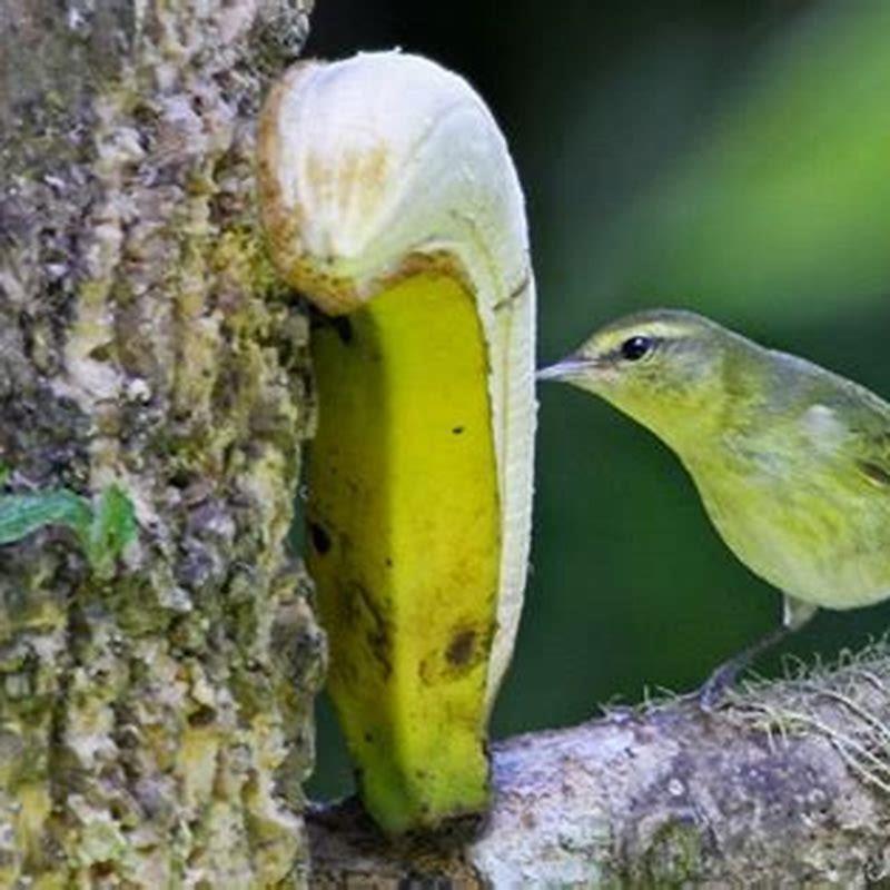 Where do Tennessee warblers live?
