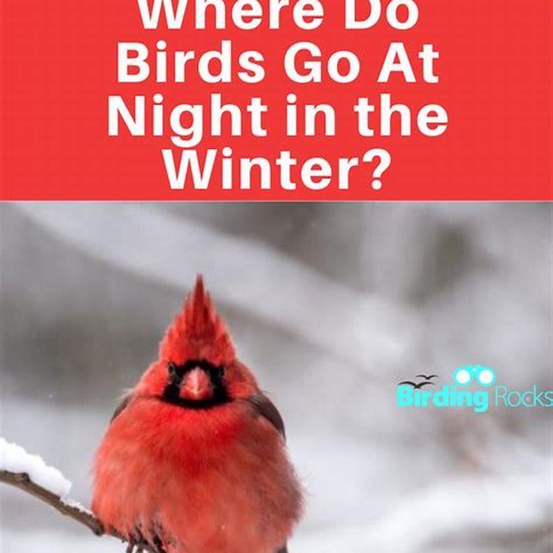 Where do the birds go in winter? - DIY Seattle