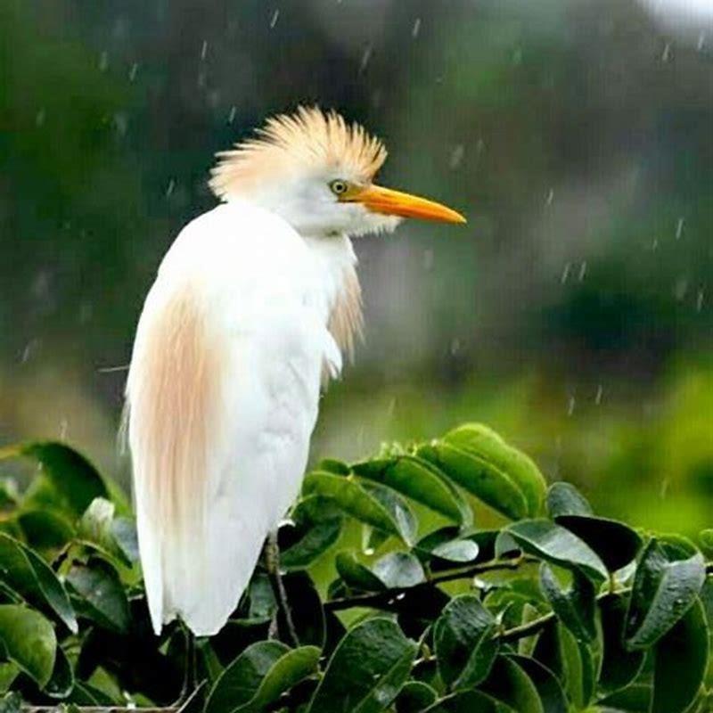 Where do the birds go when it rains?