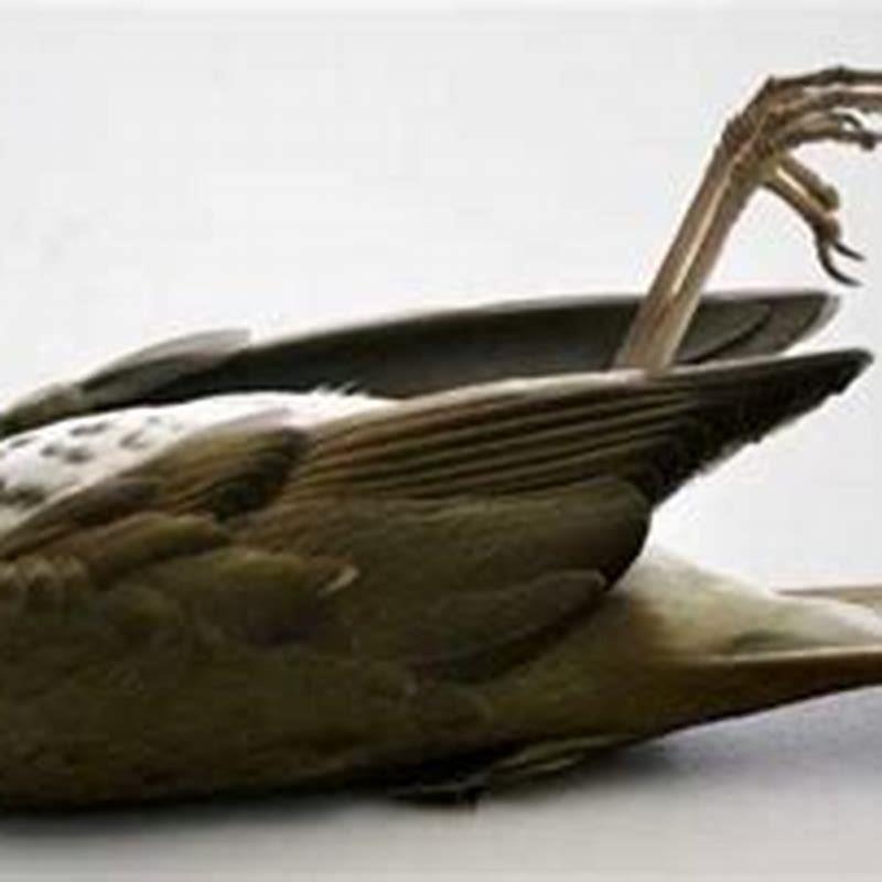 Where do the dead birds go?