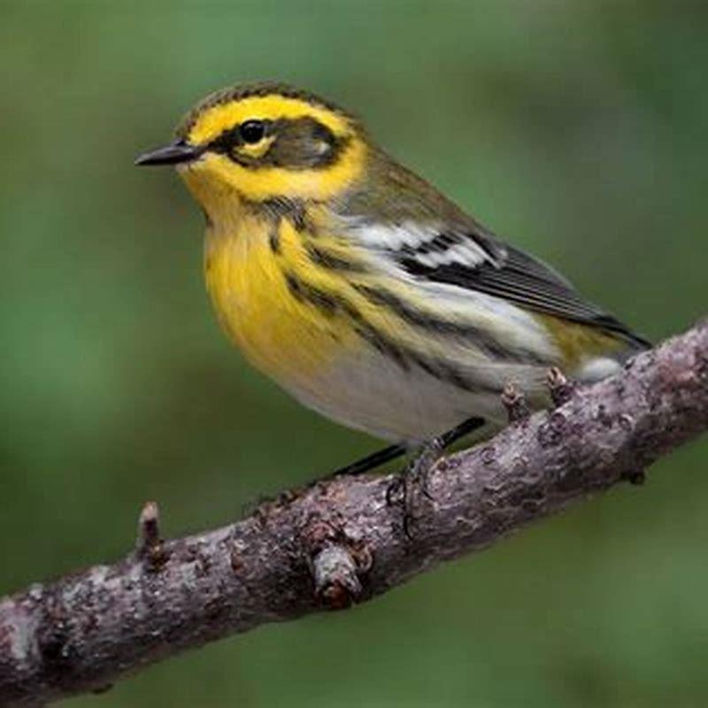 Where do Townsend warblers live?