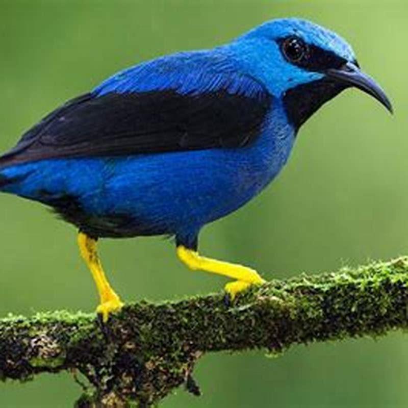 Where do tropic birds live?