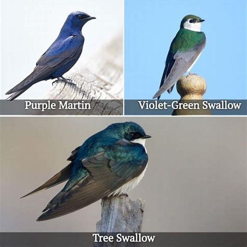 Where do violet green swallows winter?