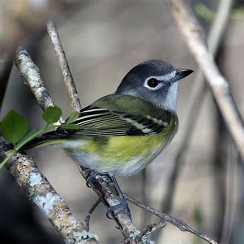 Where do vireo birds live?