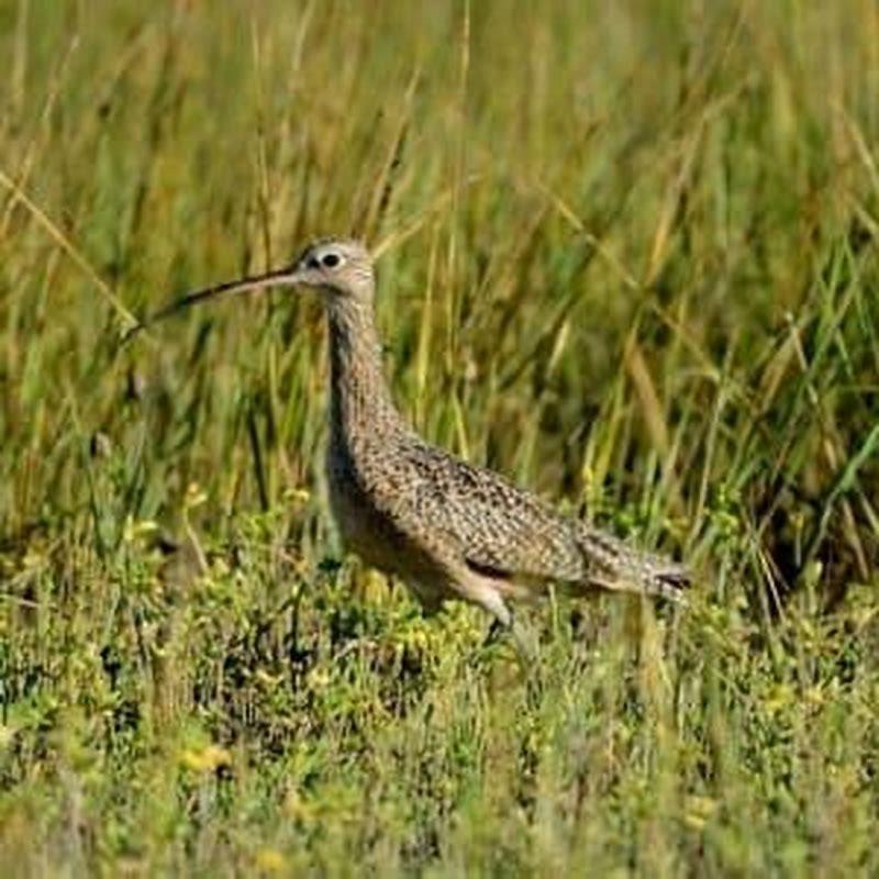 Where do Whimbrels nest?