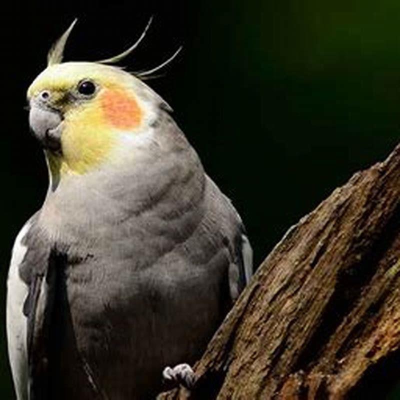 Where do wild cockatiels live? - DIY Seattle