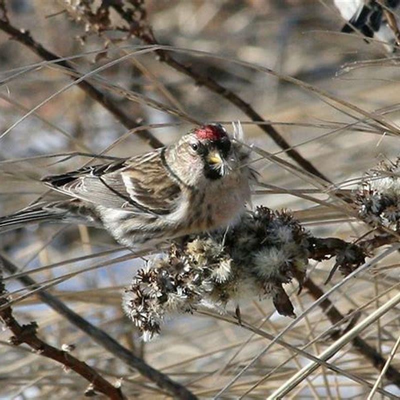 Where do you find Common Redpoll?