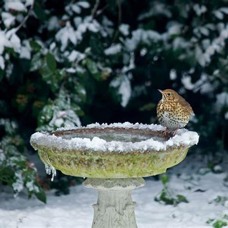 Where do you put water for birds?