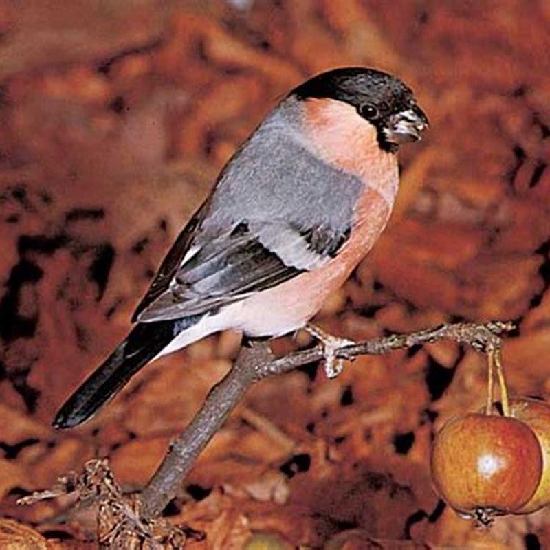 Where does a bullfinch bird live?