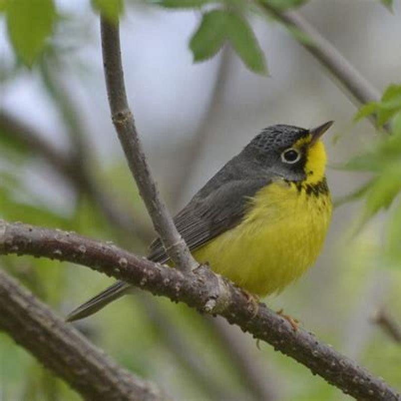 Where does a Canada Warbler live?