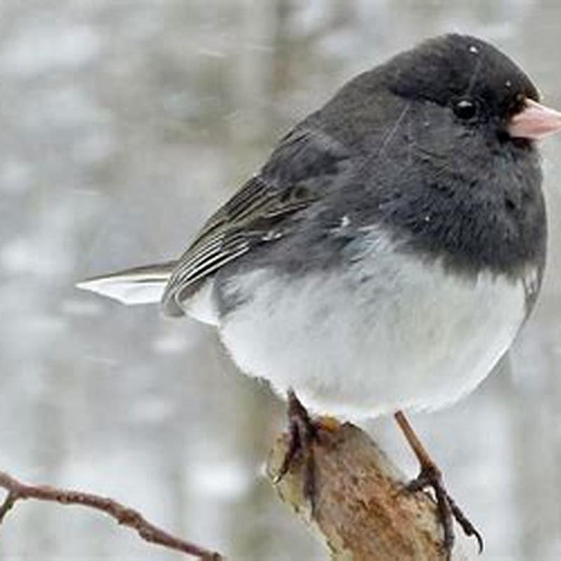 Where does a Dark-eyed Junco live? - DIY Seattle