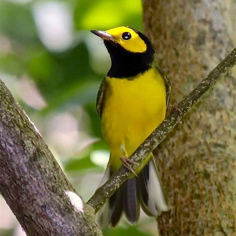 Where does a hooded warbler live? - DIY Seattle