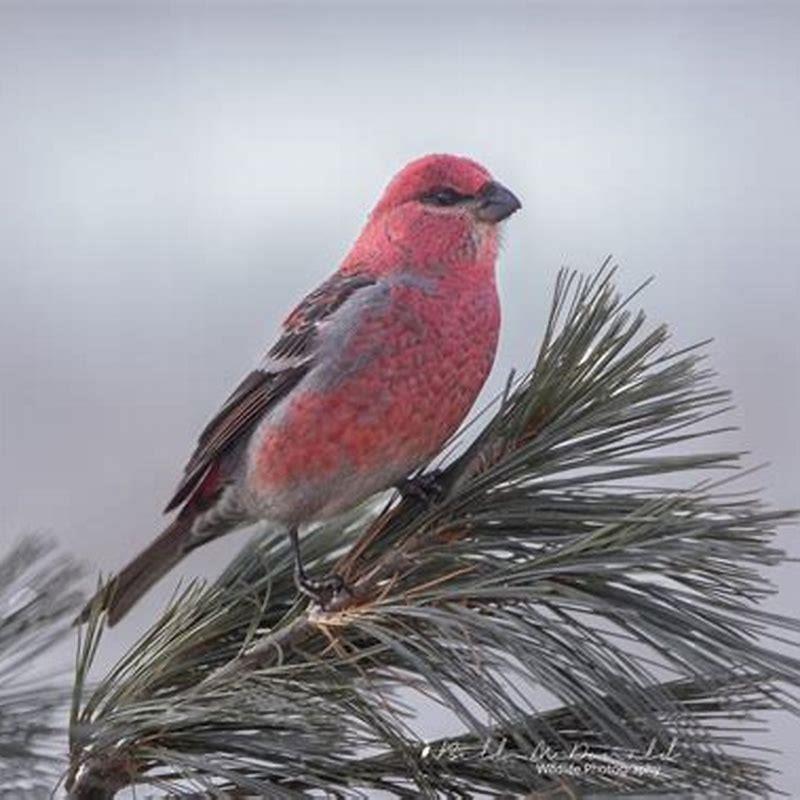 Where does a Pine Grosbeak live?