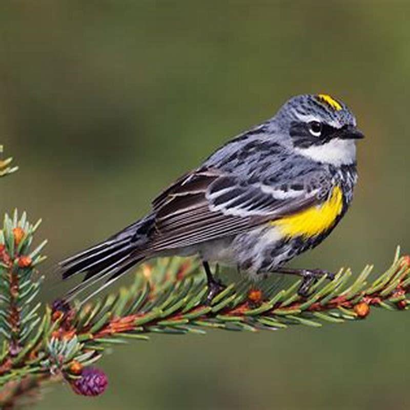 Where does a Yellow-rumped Warbler live?