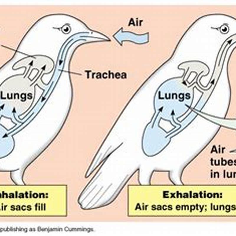 Where does gas exchange occur in birds Parabronchi? - DIY Seattle