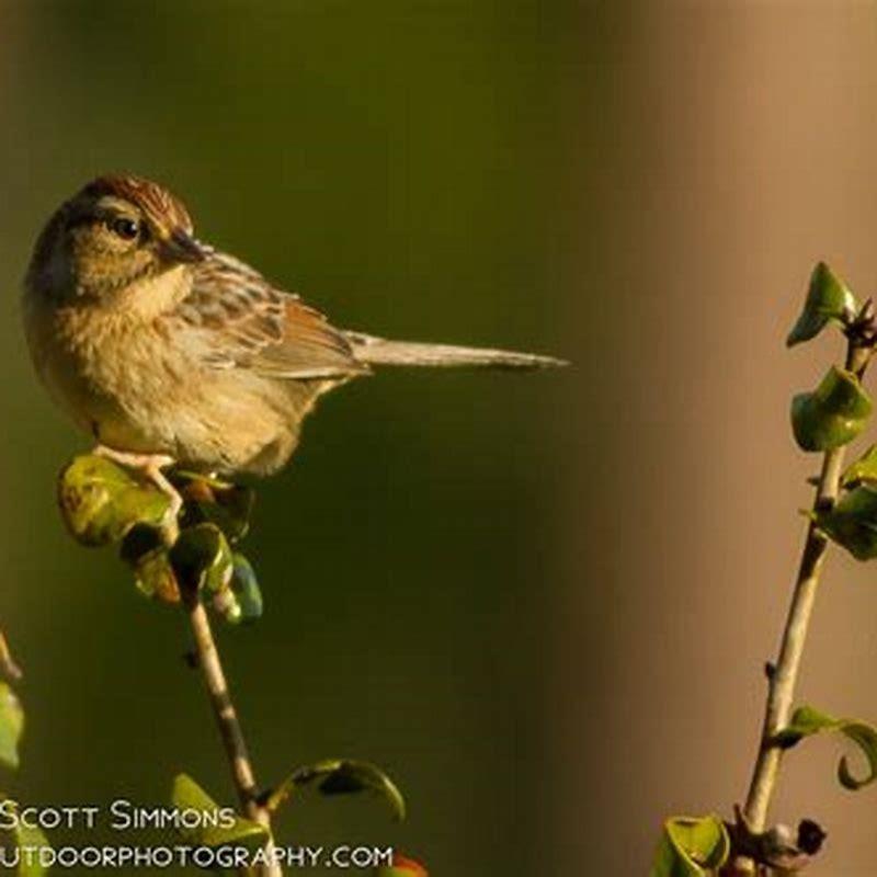 Where does the Bachman’s sparrow live?