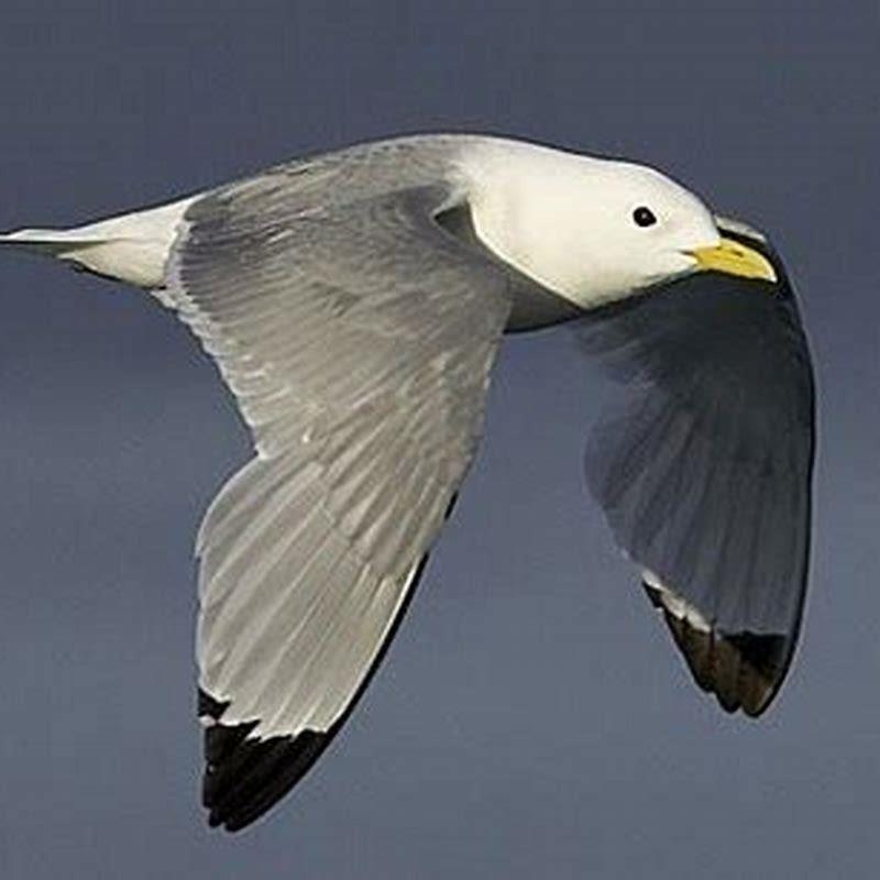 Where does the black-legged kittiwake live?