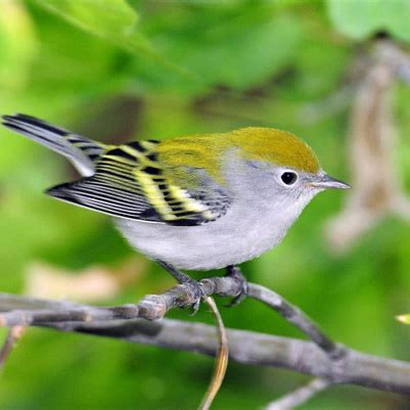 Where does the chestnut sided warbler live?