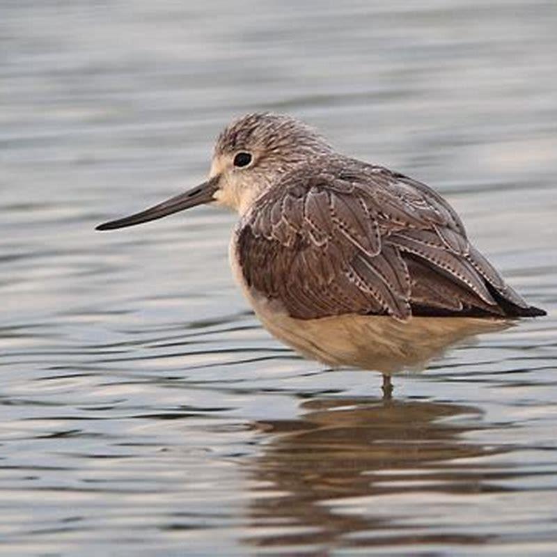 where-does-the-common-greenshank-come-from-diy-seattle