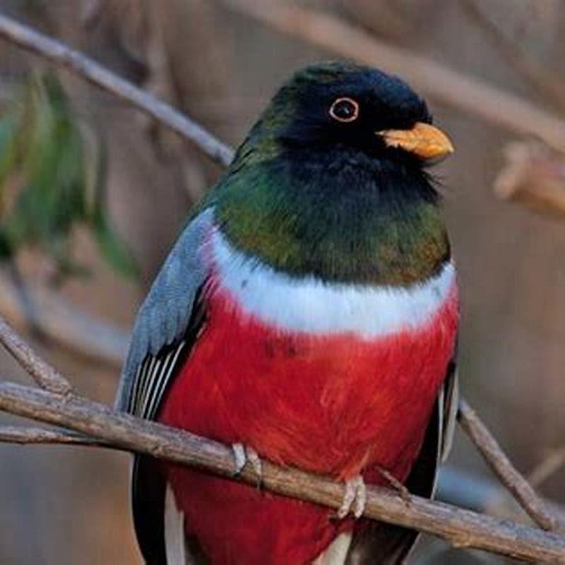 Where does the Elegant Trogon live?