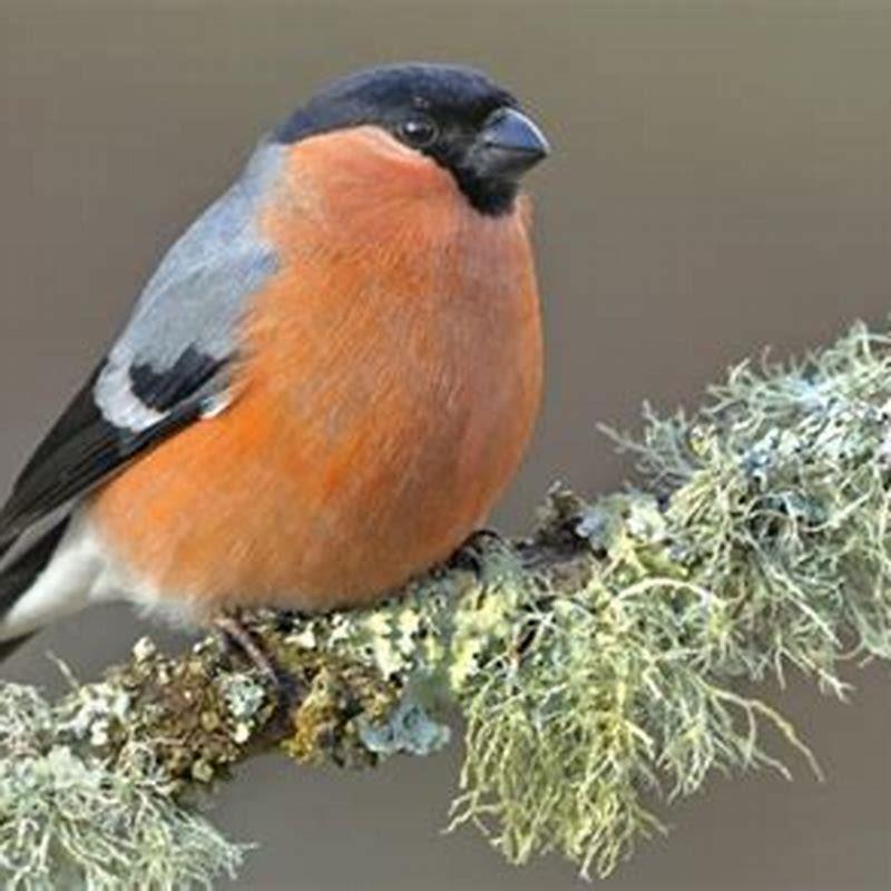 Where does the Eurasian Bullfinch live?