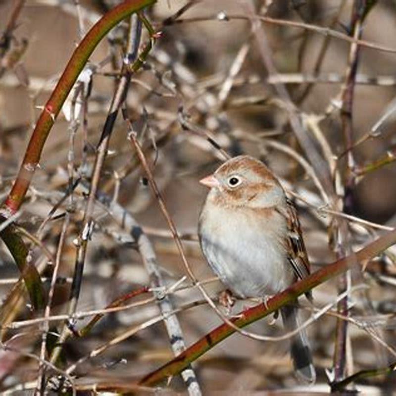 Where does the Field Sparrow live?