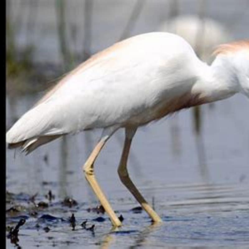 Where does the great egret live?