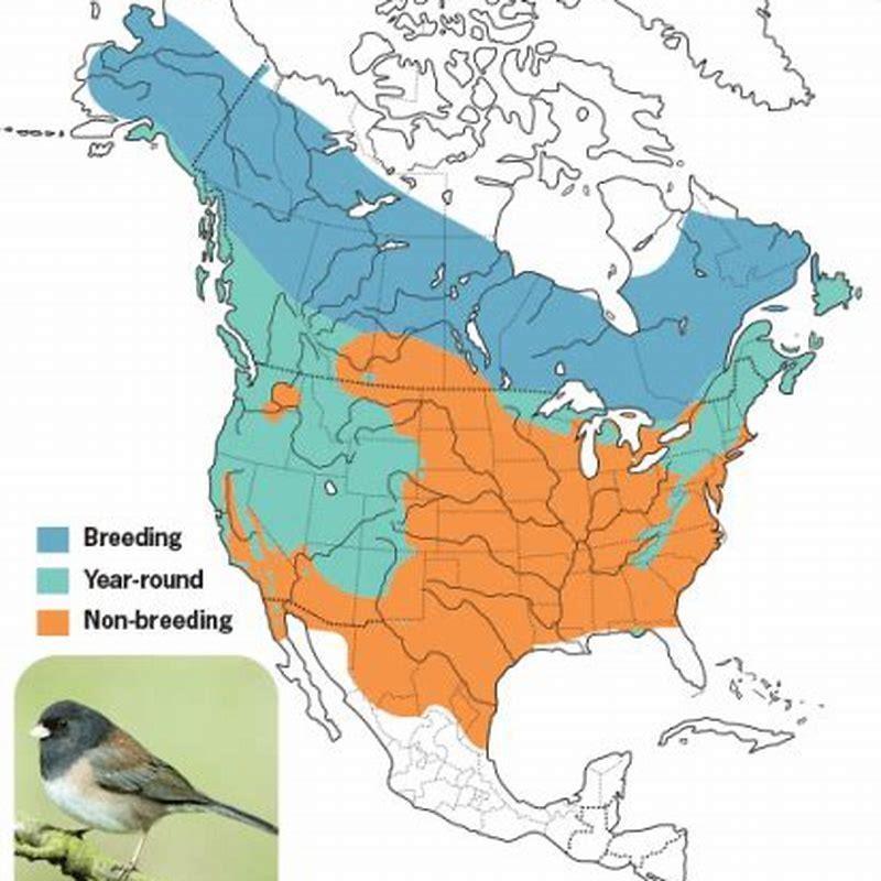 Where does the junco bird live? - DIY Seattle