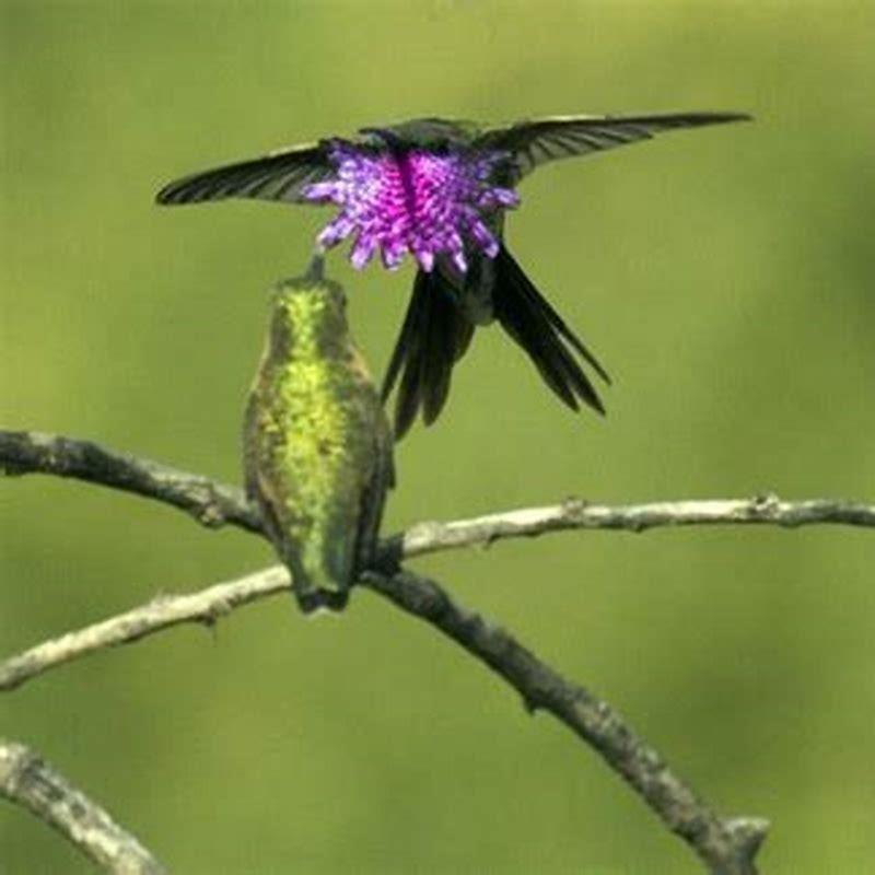 Where does the Lucifer Hummingbird live?