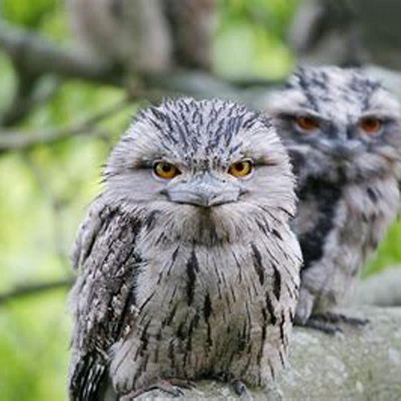 Where does the nightjar bird live?