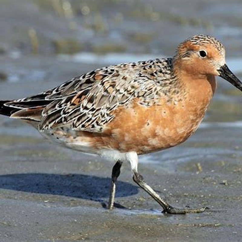 Where does the red knot bird live?