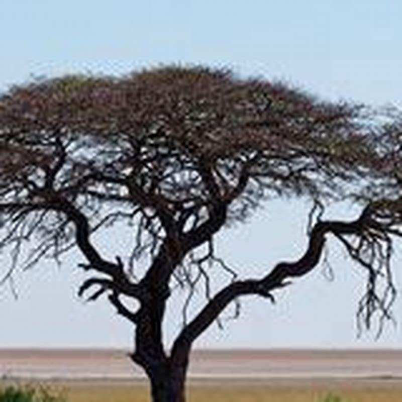Where does The Thorn Birds take place?