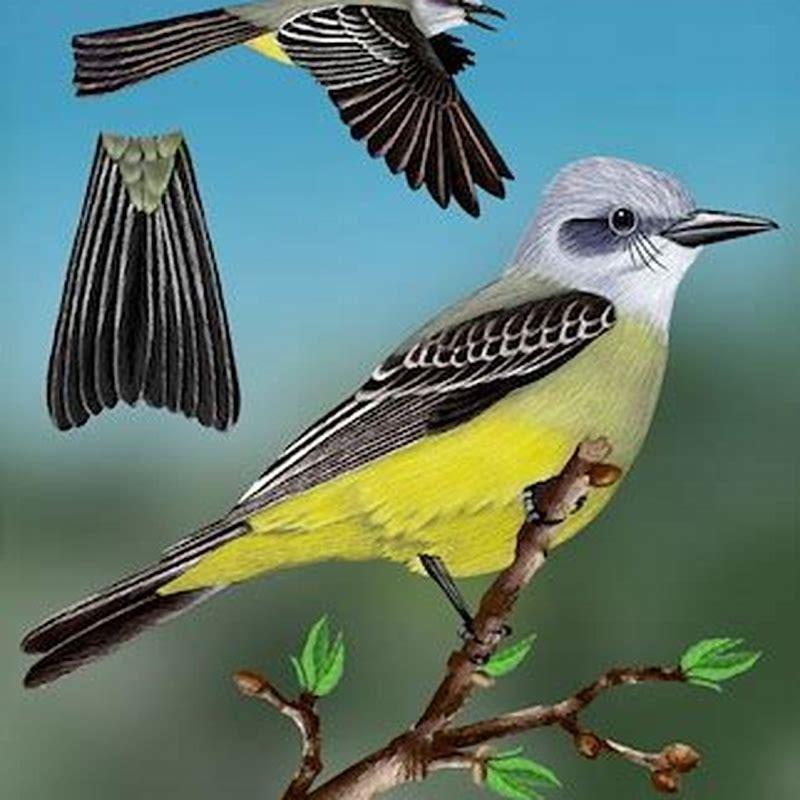 Where does the tropical kingbird live?