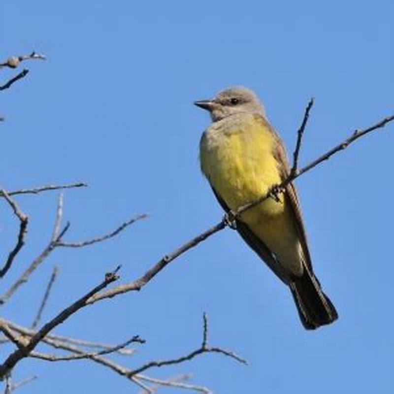 Where does the Western kingbird live? - DIY Seattle