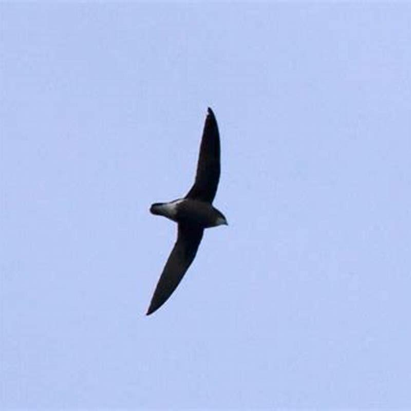 Where does the white-throated Needletail live?