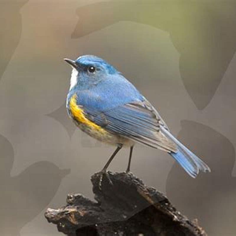 Where Himalayan bluetail are found?
