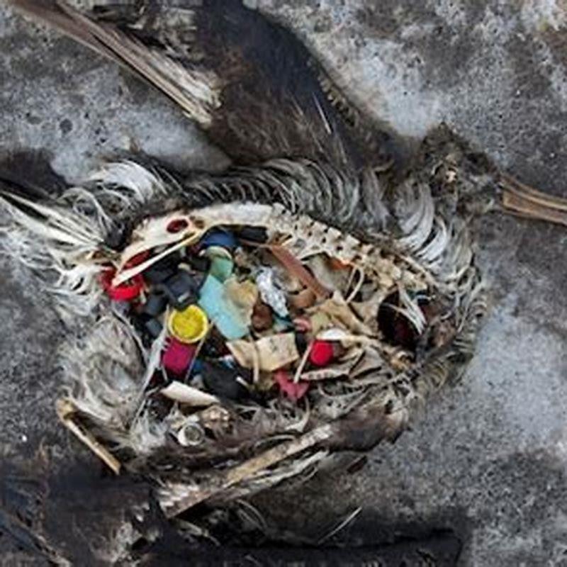 Where is albatross found in India?