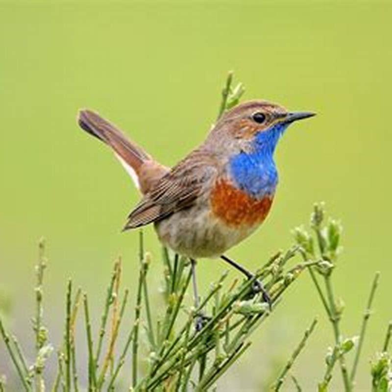 Where is Bluethroat bird found?
