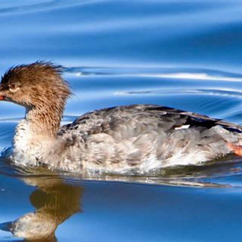 Where is Red-breasted Merganser found?