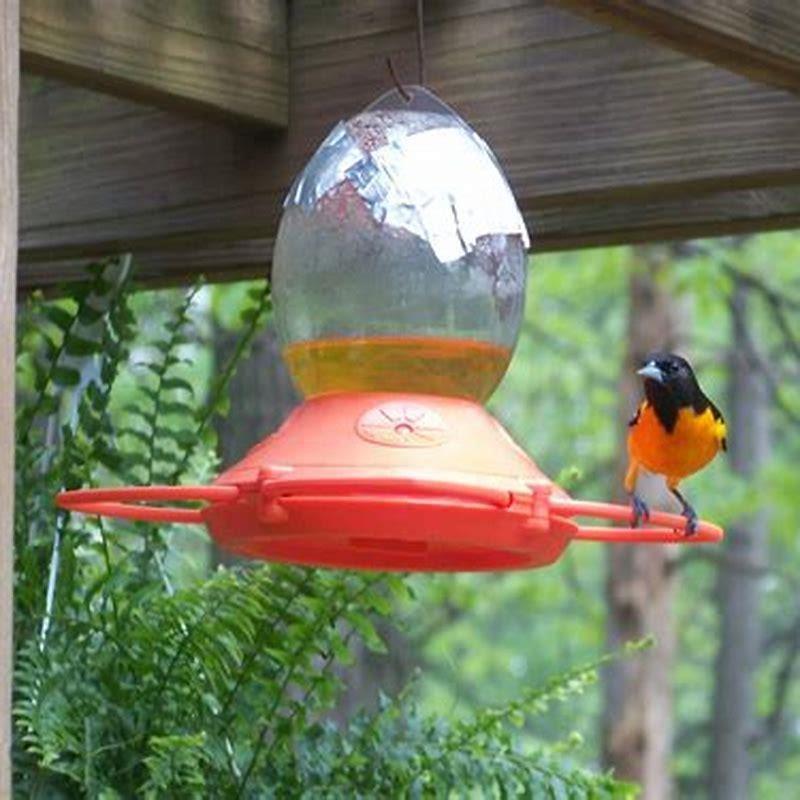 Where is the best place to put an oriole feeder? DIY Seattle