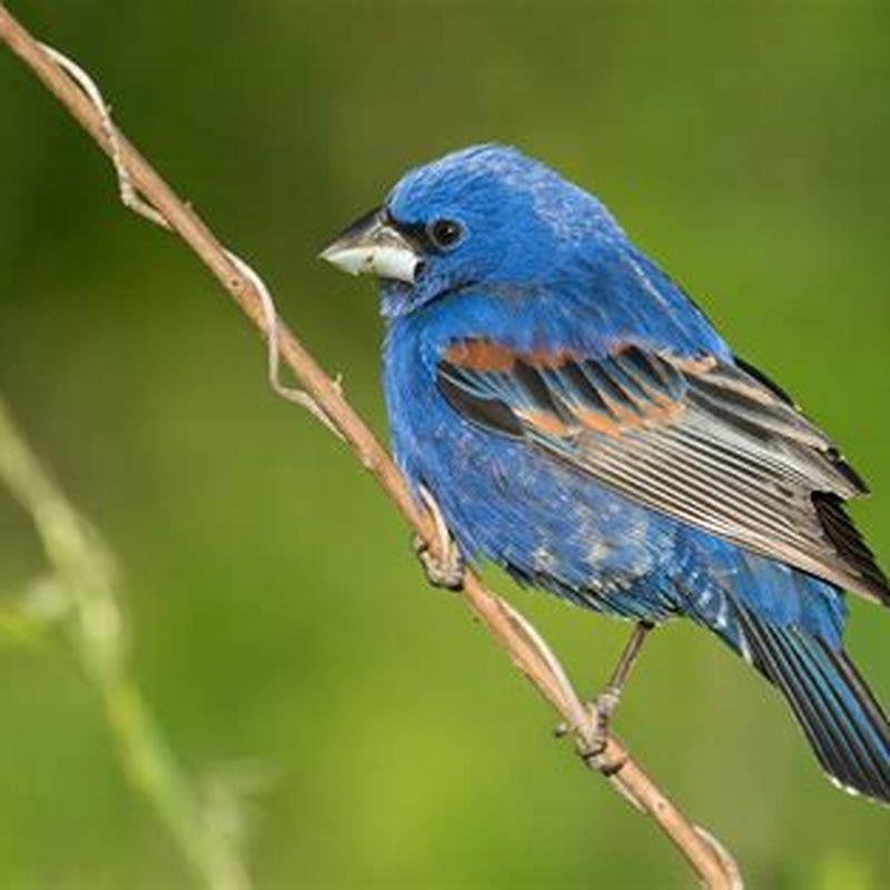 Where is the Blue Grosbeak from?