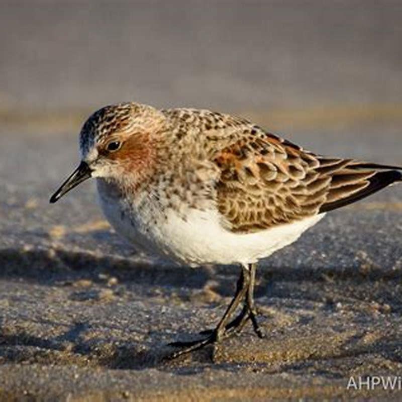 Where is the red-necked stint from?