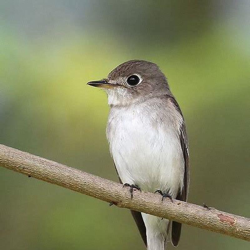 Where to find asian brown flycatcher?