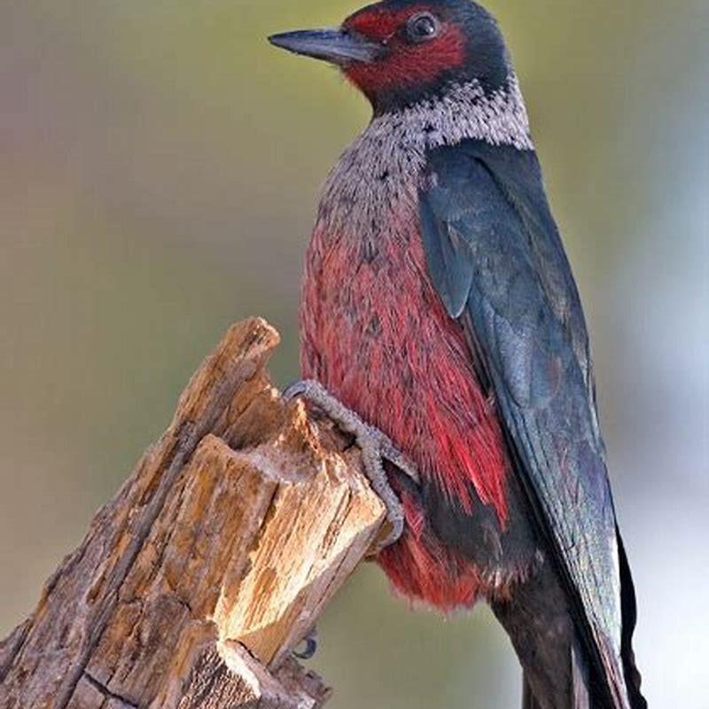Where was Lewis’s woodpecker discovered?